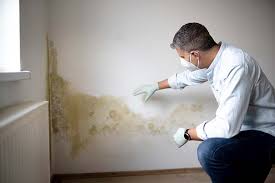 Best Attic Mold Removal  in Greybull, WY